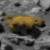 На Марсе обнаружили живого медведя с шерстью и хвостом
