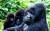 Добыча колтана в Конго уничтожила популяцию горилл Грауэра