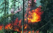 Пожары полезны для лесной экологии 