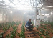 Ученые вырастили картофель в марсианском грунте