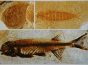 В Забайкалье найдены останки рыбы возрастом 150 млн. лет