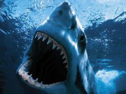Найдены останки доисторической акулы огромных размеров 