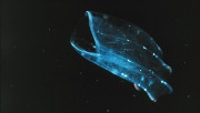 Первые земные животные напоминали медуз