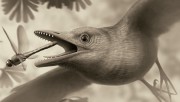 Палеонтологи выяснили, что первые птицы появились 120 млн. лет назад