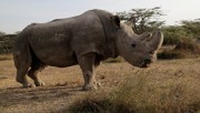 Ученые нашли способ возродить популяцию северного белого носорога