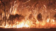 Пожары в Австралии уничтожили 5 млн. га леса
